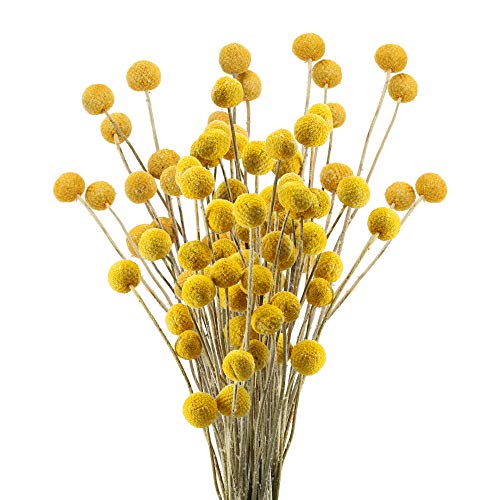 HUAESIN 30pcs Fleurs séchées Vraies fleurs artificielles naturelles Craspedia Globosa Fleurs artificielles...