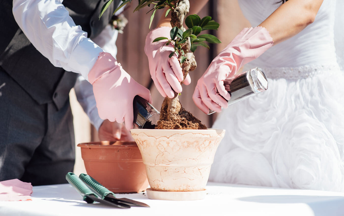 planter un arbre de mariage