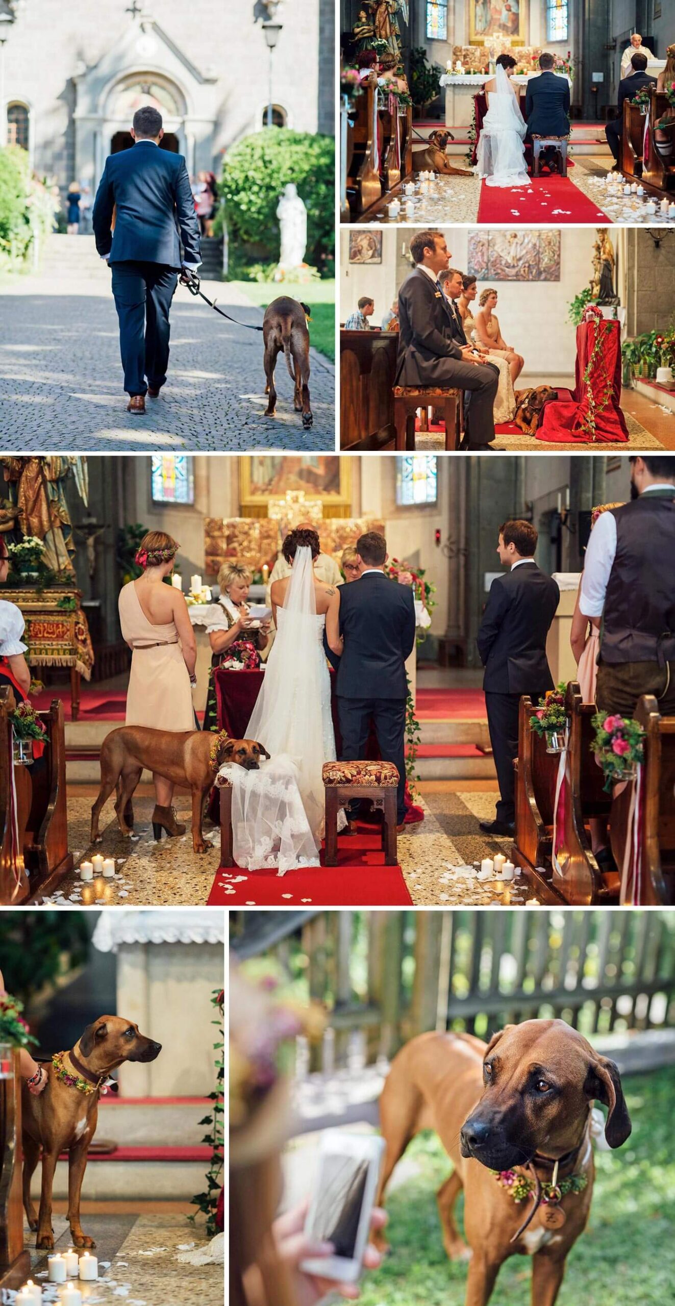 chien pour le mariage