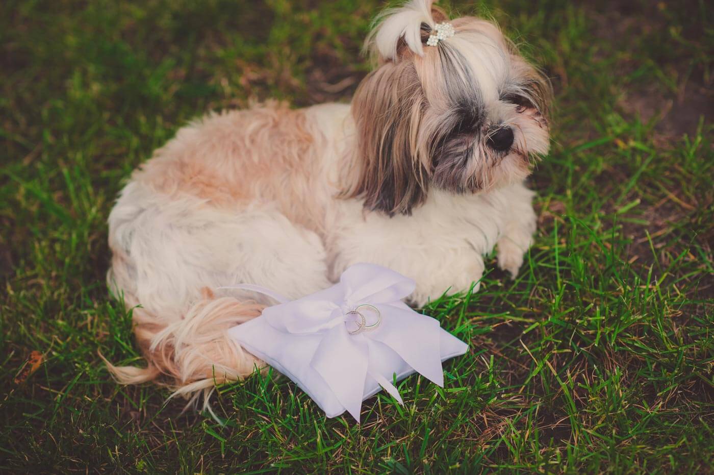 Chiens au mariage